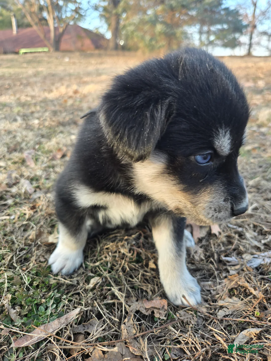 Goberian dogs for sale: Goberian orange Puppy 6 - Ad 5