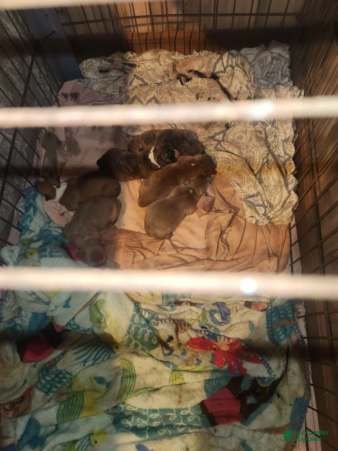 Mixed Breed dogs for sale: Mixed Breed Puppy 1 - Ad 3