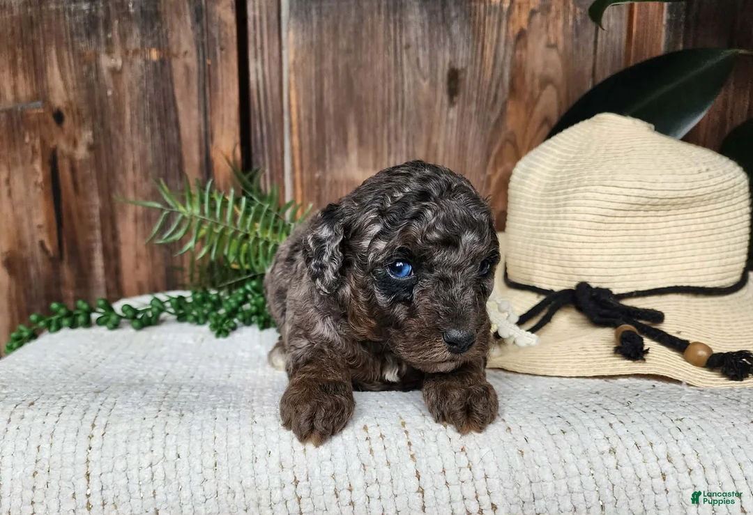 Mini Bernedoodle dogs for sale: Leasha - Ad 1