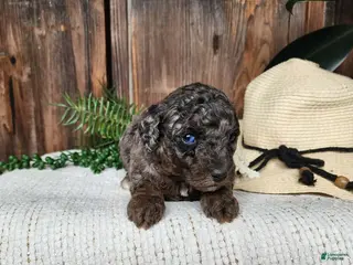 Mini Bernedoodle dogs Leasha - Ad 30