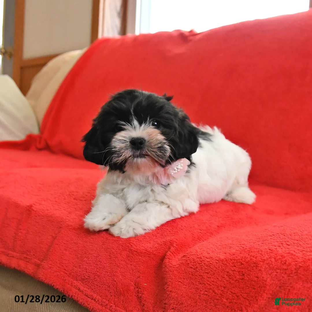 Teddy Bear dogs for sale: Lady - Ad 2