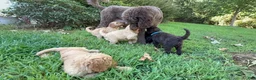 Goldendoodle dogs for sale: Passion - Ad 9
