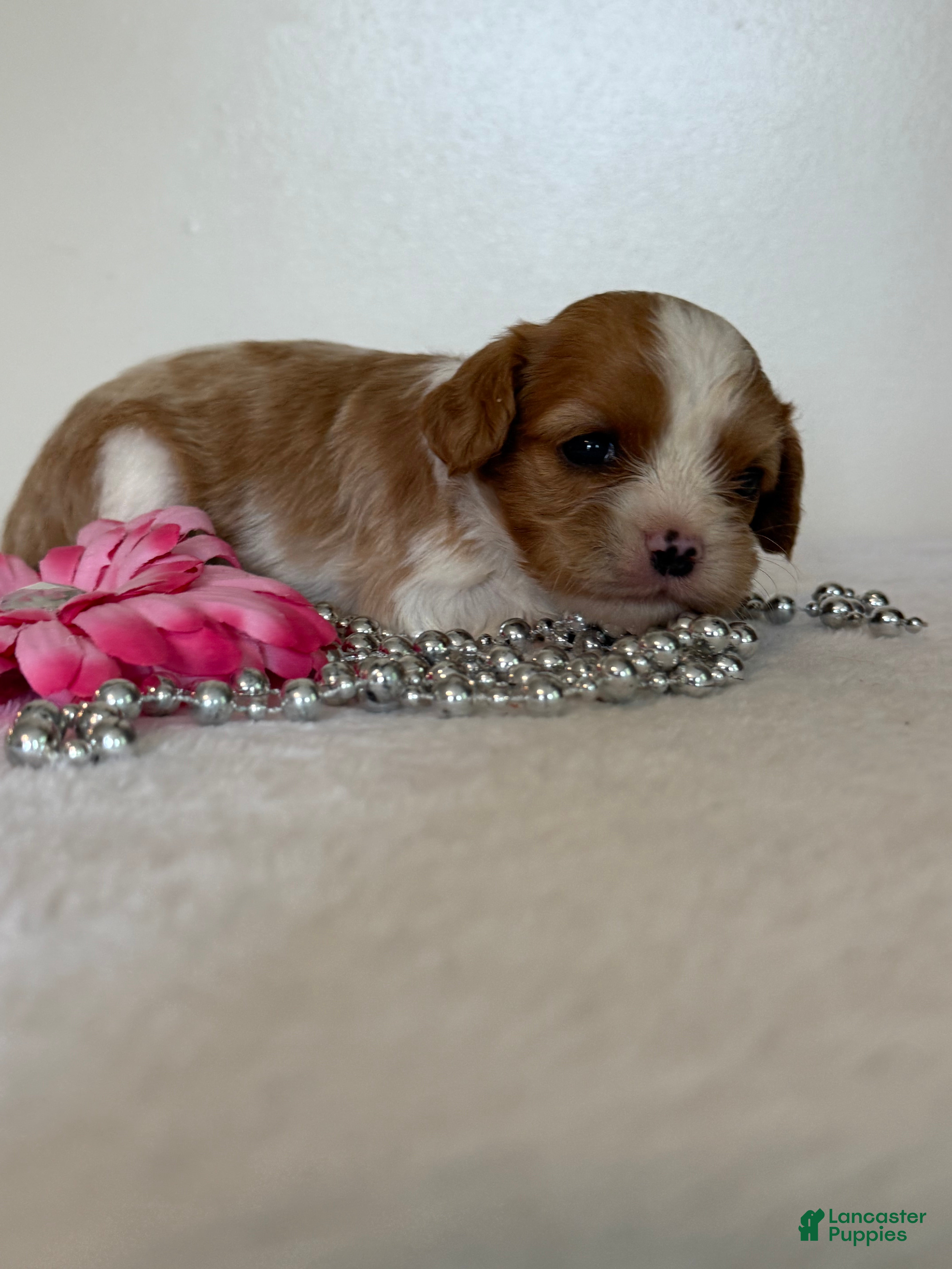 Cavalier King Charles Spaniel dogs Cookie Cavalier King Charles Spaniel  - Ad 2