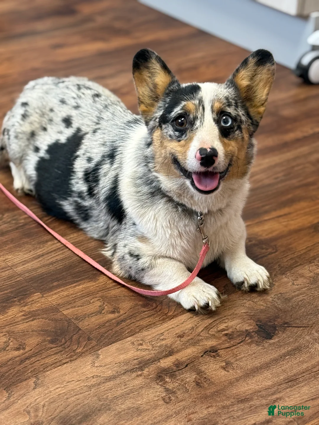 Welsh Corgi Pembroke dogs for sale: Welsh Corgi Pembroke Puppy 2 - Ad 2