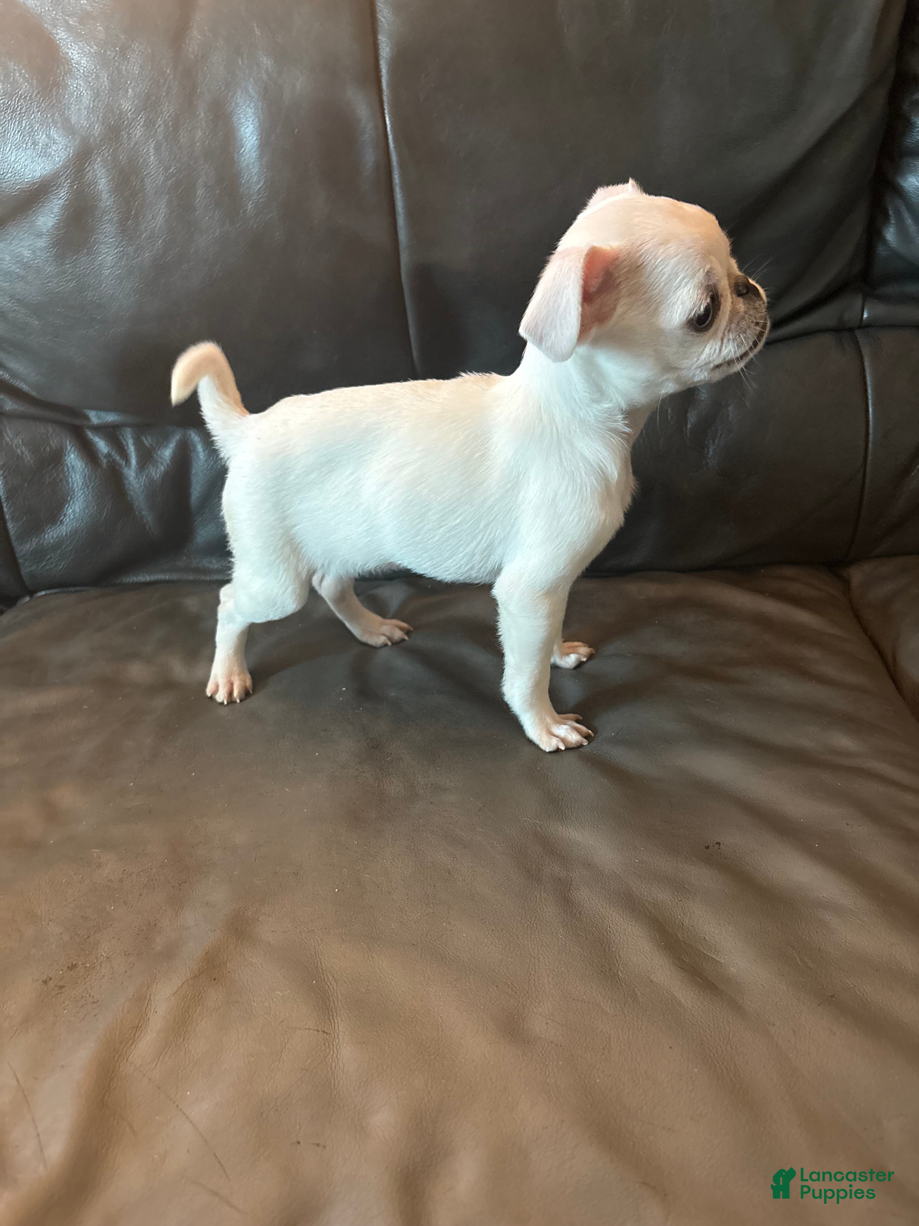 Pug dogs for sale: Ollie  - Ad 2