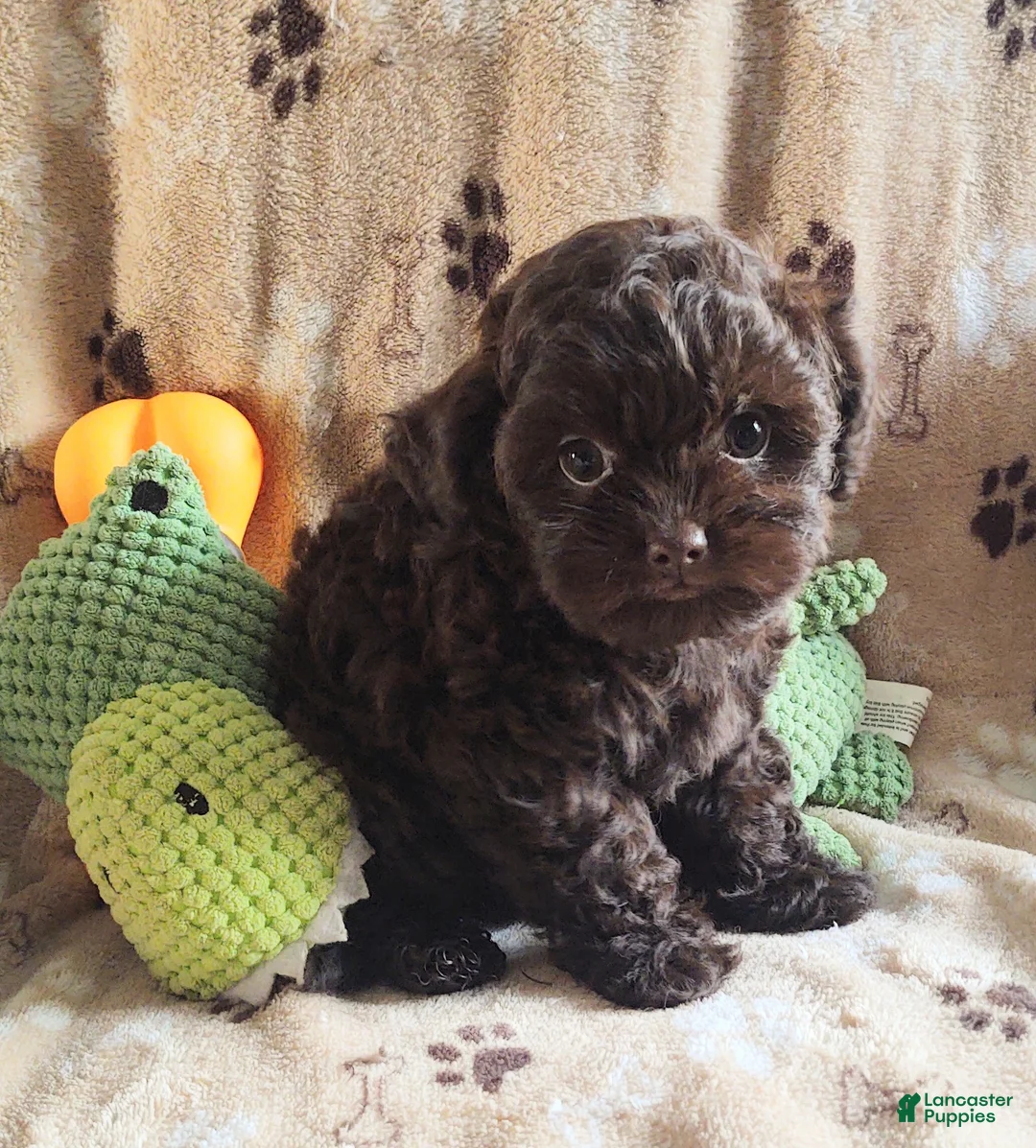 Maltipoo dogs for sale: Chocolate Pickle - Ad 1