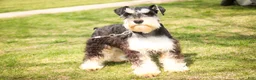 Miniature Schnauzer dogs for sale: Johann - Ad 6
