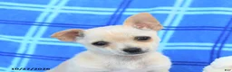 Chihuahua dogs for sale: Ula  - Ad 5