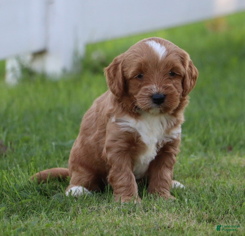 Miniature Labradoodle dogs for sale: Buster - Ad 1