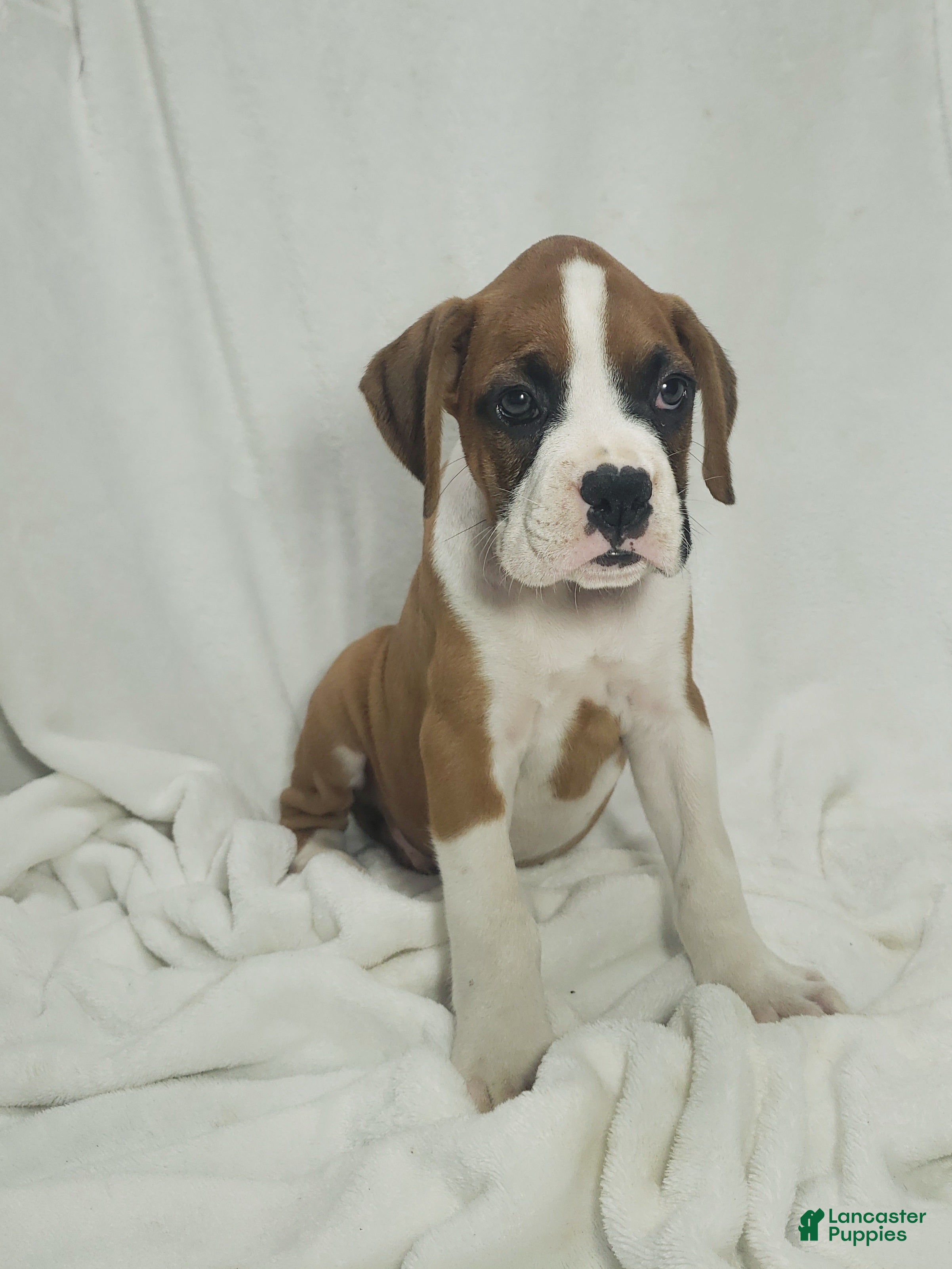 Boxer dogs Deisel  - Ad 1