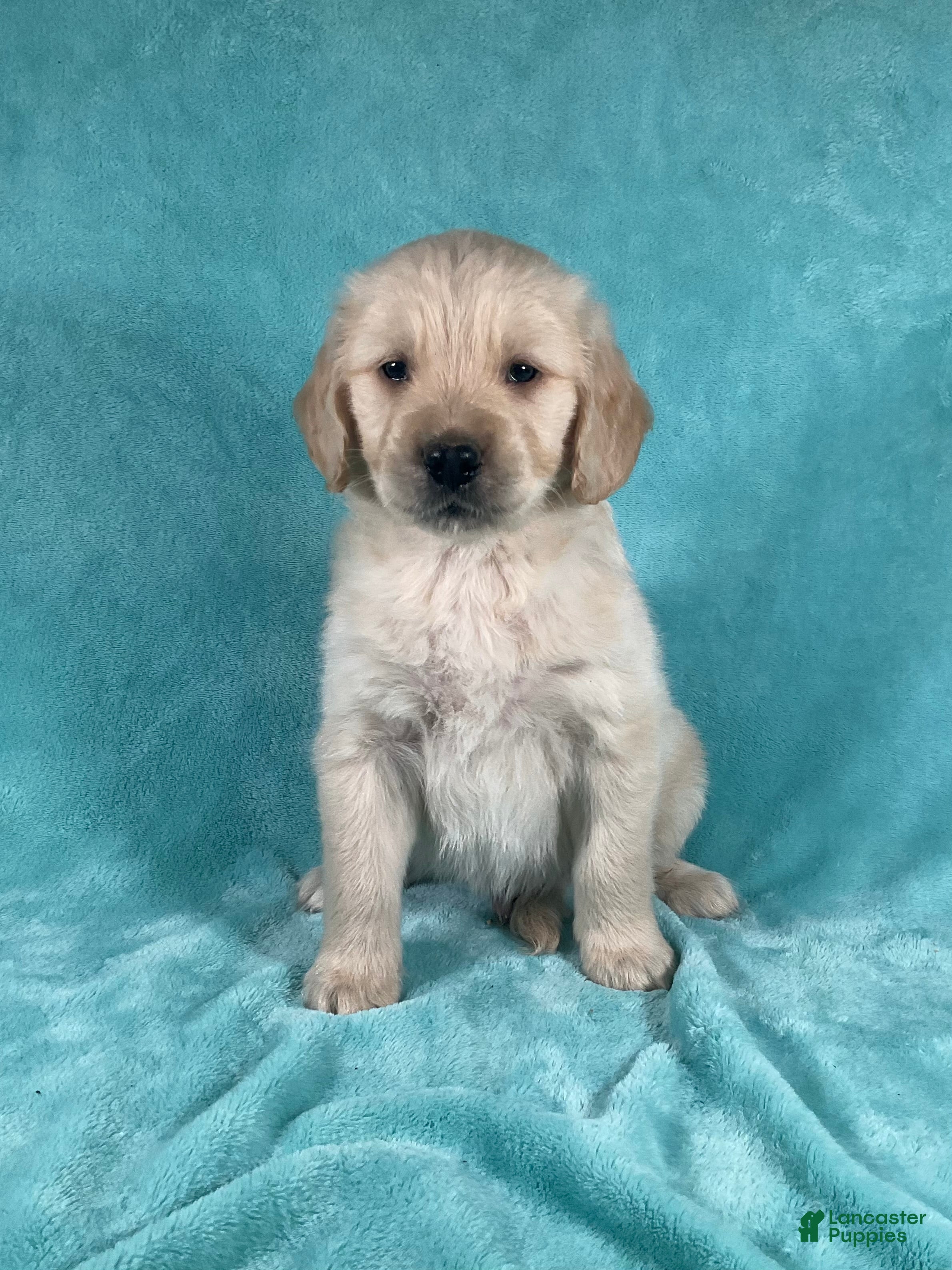 Golden Retriever dogs Jasper 8243 - Ad 1
