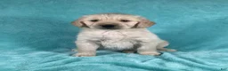 Golden Retriever dogs for sale: Jasper 8243 - Ad 1