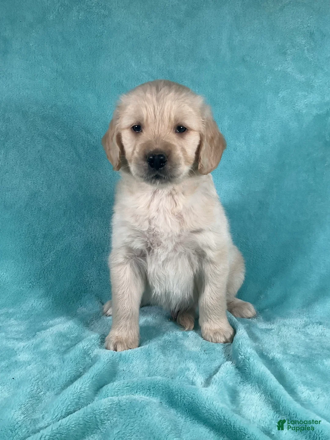 Golden Retriever dogs for sale: Jasper 8243 - Ad 1