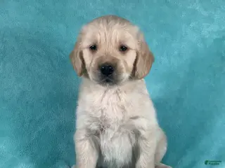 Golden Retriever dogs for sale: Jasper 8243 - Ad 1