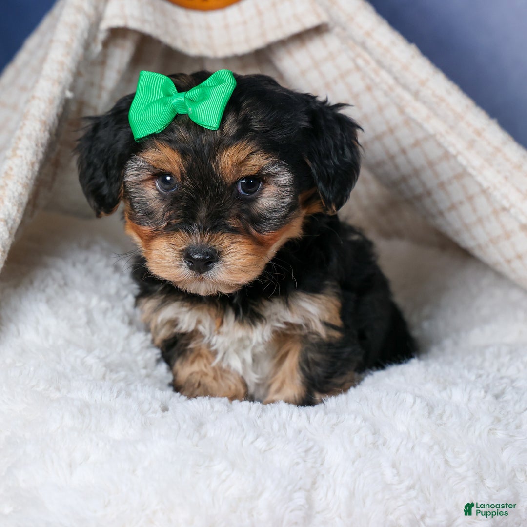 Yochon dogs for sale: MAX - Ad 6