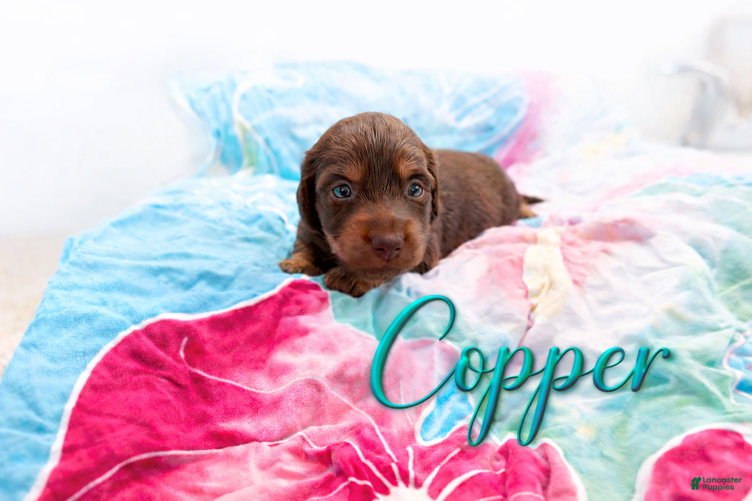 Miniature Dachshund dogs Miniature Dachshund Puppy 1 - Ad 1