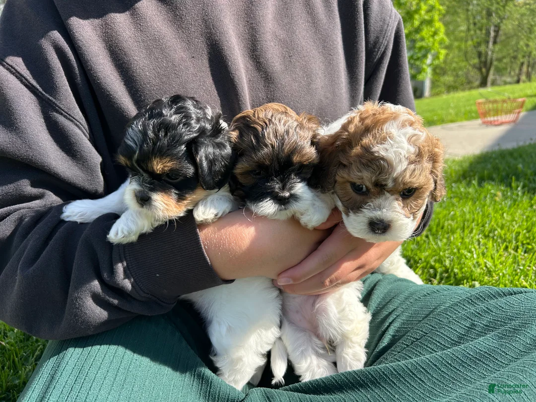 Shihpoo dogs for sale: Leo - Ad 1