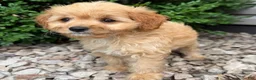 Cavapoo dogs for sale: Paula  - Ad 3