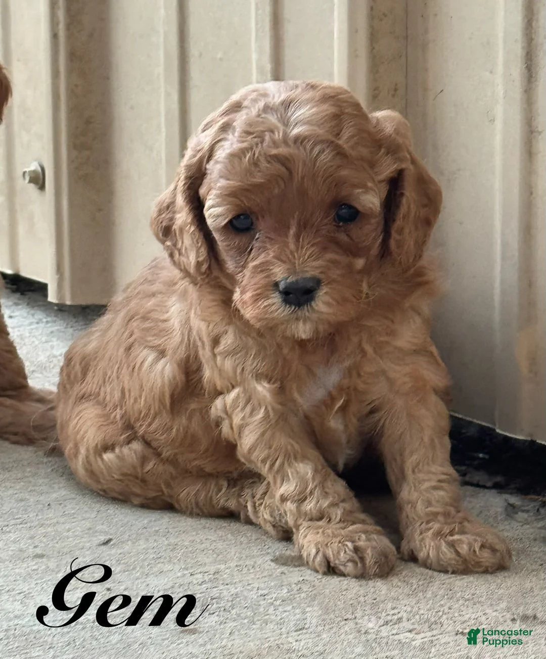 Cavapoo dogs for sale: Gem - Ad 2