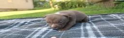 American Bully dogs for sale: Floki - Ad 4