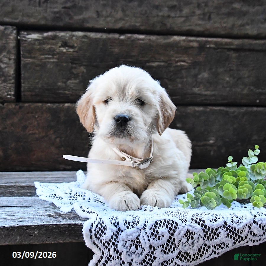 Goldendoodle dogs Buttercup - Ad 1