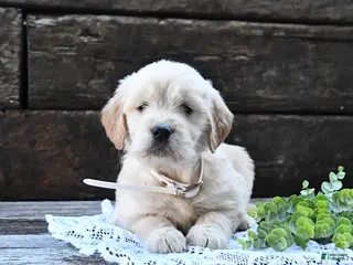 Goldendoodle dogs for sale: Buttercup - Ad 2