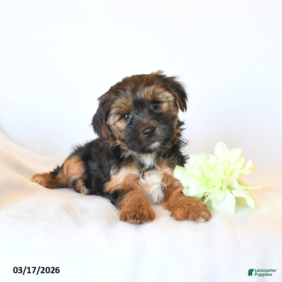 Yorkshire Terrier dogs Jojo - Ad 2