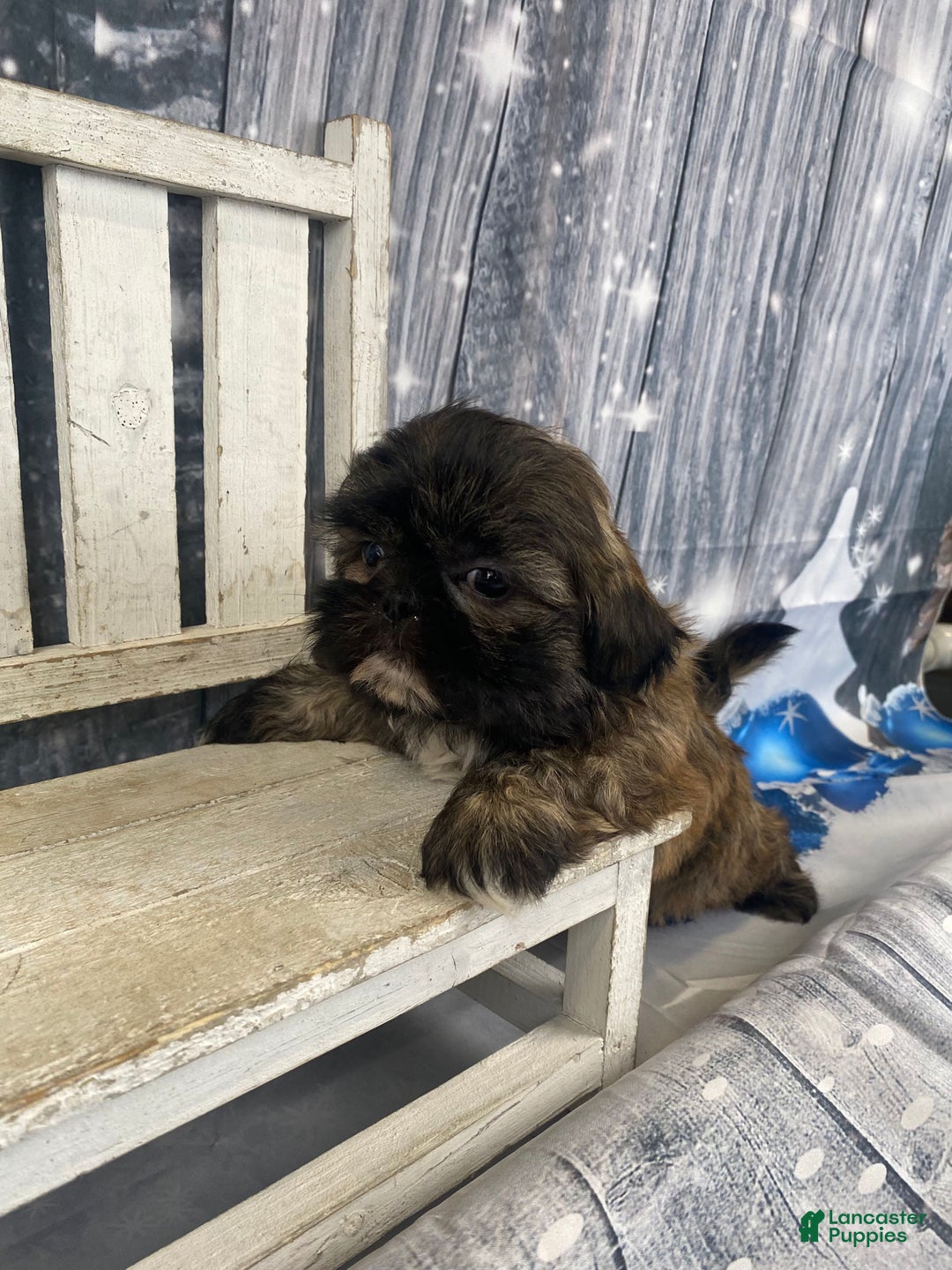 Shih Tzu dogs for sale: Snickers - Ad 12