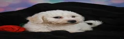 Bichon Frise dogs for sale: Jimmy - Ad 12