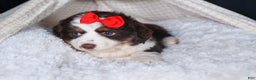 Miniature Australian Shepherd dogs for sale: SALLY - Ad 12
