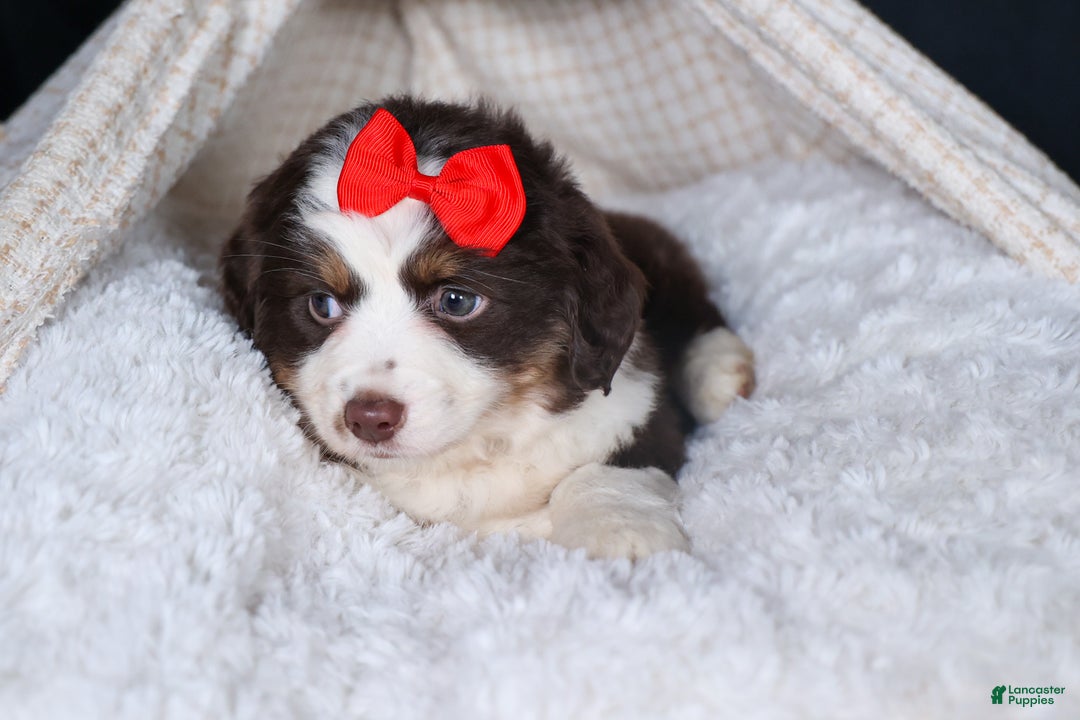Miniature Australian Shepherd dogs for sale: SALLY - Ad 12