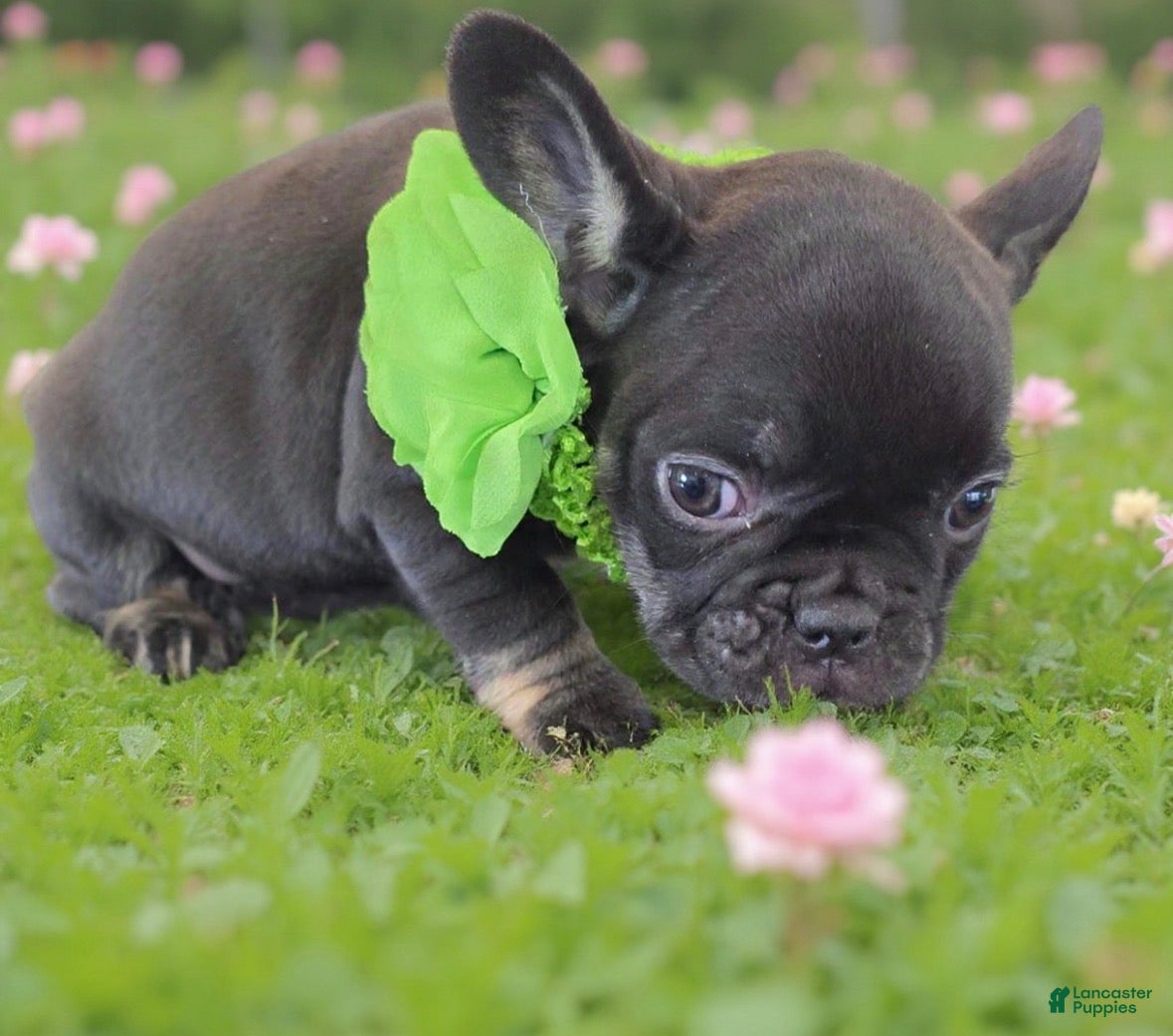 French Bulldog dogs Sissy - Ad 1