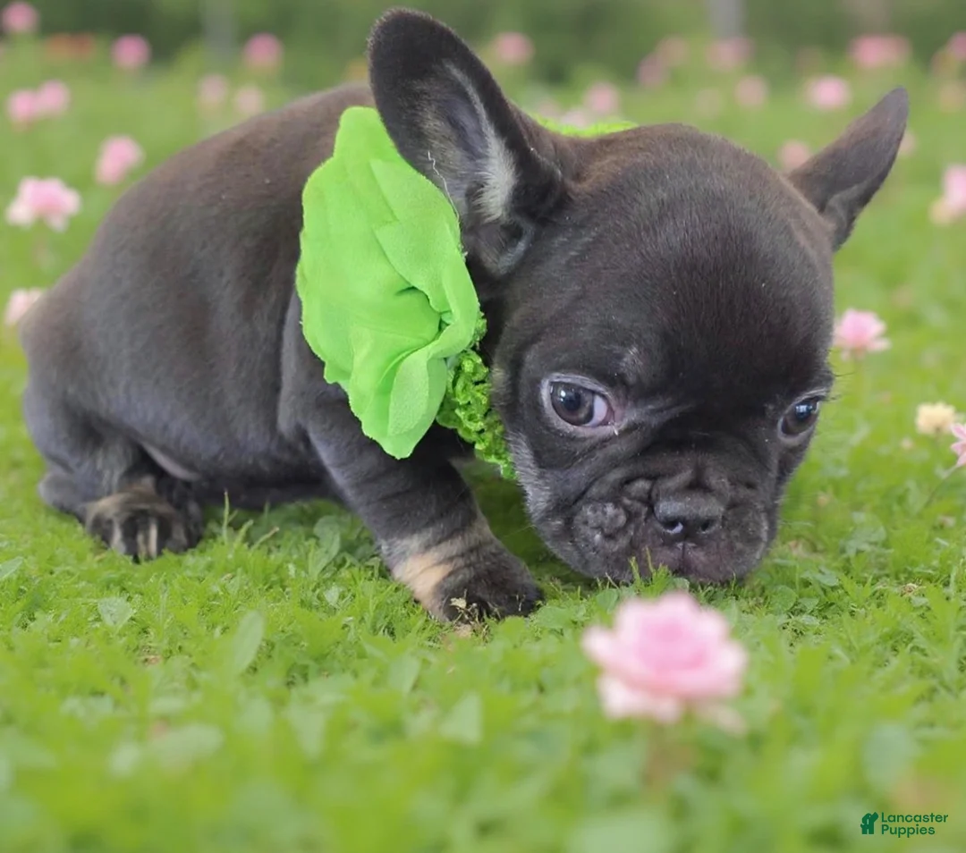 French Bulldog dogs for sale: Sissy - Ad 1