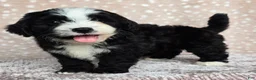 Mini Bernedoodle dogs for sale: Mini Clover - Ad 8