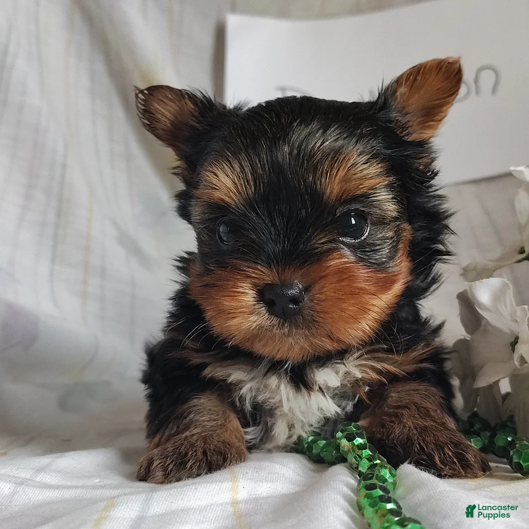 Yorkshire Terrier dogs for sale: Dandelion - Ad 2