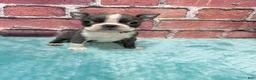 Boston Terrier dogs for sale: Boston Terrier 1 - Ad 1