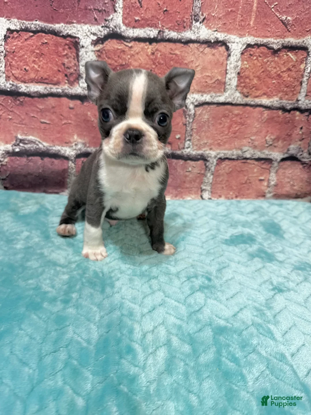 Boston Terrier dogs for sale: Boston Terrier 1 - Ad 1