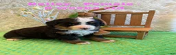 Bernese Mountain Dog dogs for sale: Bailey - Ad 9