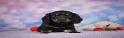 Miniature Dachshund dogs for sale: AKC Jane - Ad 10