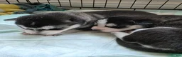 Siberian Husky dogs for sale: Siberian Husky Puppy 2 - Ad 5