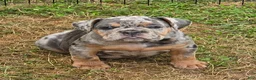 English Bulldog dogs for sale: Sparkle lilac and tan merle  - Ad 11