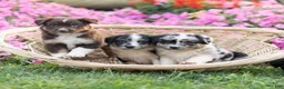 Miniature Australian Shepherd dogs for sale: Kore - Ad 6