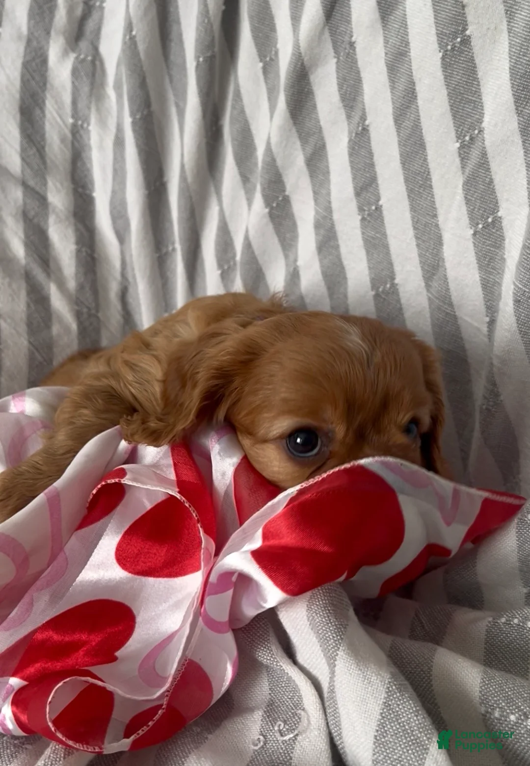 Cavalier King Charles Spaniel dogs for sale: Cavalier King Charles Spaniel Puppy 3 - Ad 2