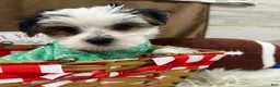 Yorkshire Terrier dogs for sale: Clark - Ad 7