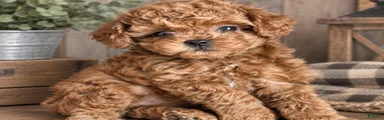 Toy Poodle 2