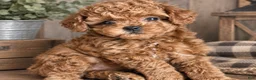 Toy Poodle dogs for sale: Toy Poodle 2 - Ad 1