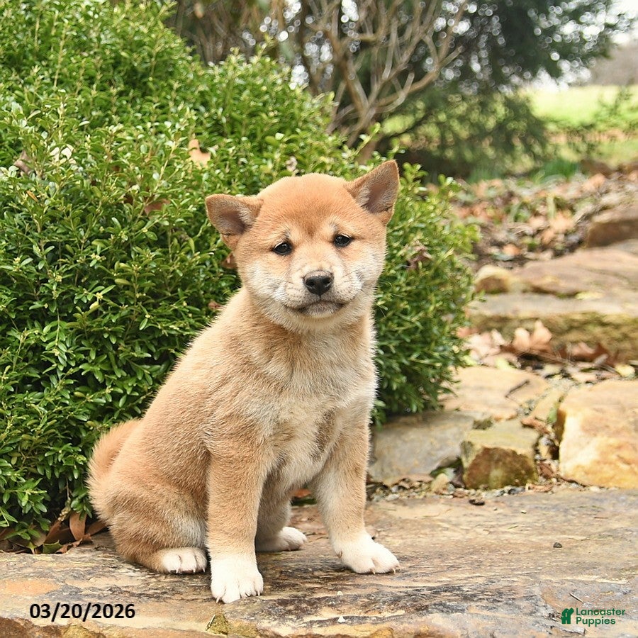 Shiba Inu dogs Daisy  - Ad 1