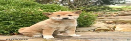 Shiba Inu dogs for sale: Daisy  - Ad 1