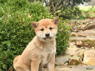 Shiba Inu dogs for sale: Daisy - Ad 1