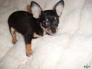 Chihuahua dogs Chihuahua 4 - Ad 1